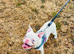 French bulldog puppy