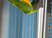 Babys Senegal parrots