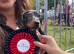 Beautiful dapple miniature Dashund