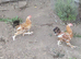 2x Millefleur Bantams