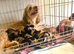 Cottage Cavapoo puppies 5* Council reg’d