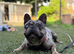 Beautiful French bulldog