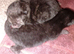 5 kittens fo sale