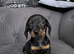 Miniature dachshunds