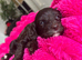 Cockapoo puppies