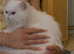 Stunning Lapcat / Therapy Cat | Pure White Blue Eyes Gorgeous Affectionate Persian Exotic Longhair Male