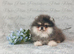 Teddy Bear Pomeranian Puppies