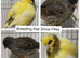 Various show canaries for sale of different breeds