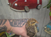 Young quail