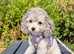 Asian toy poodle girls available
