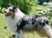 Blue merle kc registered dog