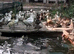 Ducks for sale (Pintails, Pochards, Woodducks)
