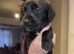 Mastador puppies