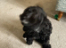 10 week old Cockapoo for sale