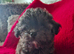 Toy poodle x chihuahua