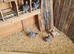 Raceing pigeons