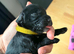 GORGEOUS FB1 COCKAPOO PUPPIES – AVAILABLE FROM 21ST OCTOBER 5 boys available