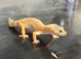 Leopard gecko
