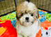 Shihchon Teddy Bear Girl Puppies (Shih Tzu x Bichon Frise)