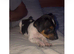 Jack Russell puppy's for sale