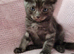 Ragdoll cross british short