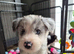 Beardie Border x collie pups ready to leave mum 15th July