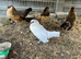 Barbu d'Anvers Puletts for sale