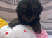 Tiny Maltipoo Looking for Their Forever Homes