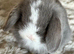 Stunning Lilac/Lilac Split Mini Lop Babies Looking For Loving Homes