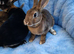 Baby Rex rabbits two brothers
