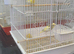 Male and Female Cocktail for sale.