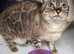 Spayed Adult Female Bengal