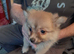 Beautiful fluffy babies