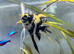 3 angel fish juvenile for sale