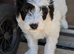 READY NOW cockapoo pups