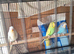 Baby Cockatiels and Budgies