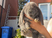 French lop