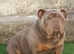 English bulldog