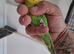 Budgies