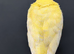 Baby handreared 8 week old cocaktiel