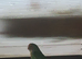 Alot of different variety of lovebirds