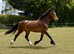 Flashy welsh D mare