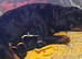Last Pup