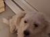 Maltesespitz  boy