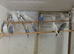 2026 Pied Budgies for sale