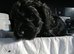 Cockapoo puppies for sale
