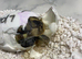 HERMANN Tortoise babies