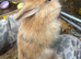 7 rabbits looking for homes