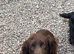 Kc chocolate and tan cocker spaniel stud