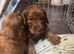 Cockapoo puppies